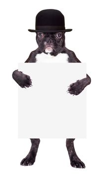 French bulldog in a black hat with a blank in the legs