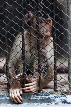 portrait of monkeys enclosed behind bars, day