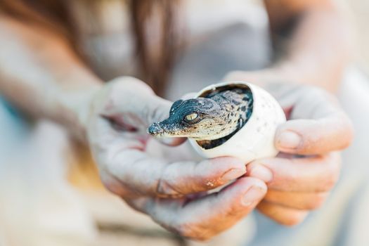 Birth of alligator eggs in human hands