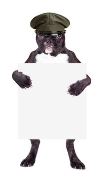 French Bulldog in khaki hat with a blank in the legs