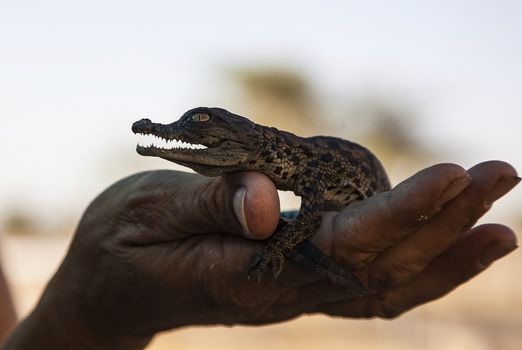 newborn American alligator on a human hand