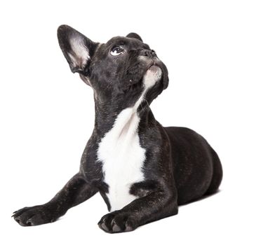 puppy looking up isolated on white background