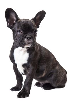 small dog french bulldog isolated on a white background