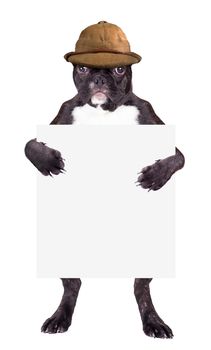 French Bulldog in beige hat with a blank in the legs