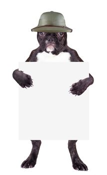 French Bulldog in hat with a blank in the legs