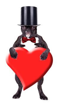 French bulldog puppy in a cylinder with a heart in his paws