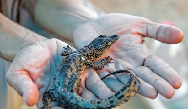 newborn American alligator lying on a human hands
