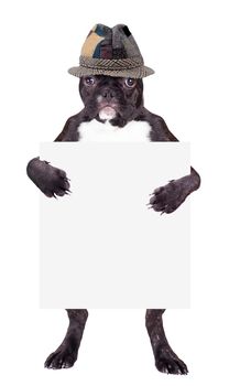 French Bulldog in color hat with a blank in the legs