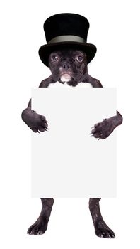 French bulldog in a black cylinder with the form in the legs