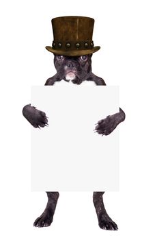 French bulldog in top hat with the form in the legs