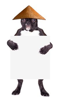 french bulldog wearing a hat with a blank in the clutches