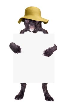 french bulldog puppy in a hat with the form in the legs