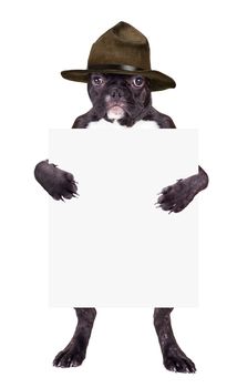 French bulldog in a brown hat with a blank in the legs