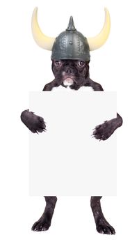 French bulldog puppy in a viking helmet with a blank in the legs