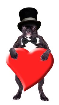 French bulldog in a black hat with a heart in his paws