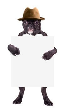 French bulldog with hat with a blank in the clutches