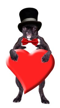 French bulldog in a black cylinder with a heart in his paws