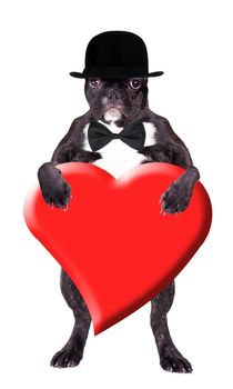 French bulldog in a bowler hat with heart in his paws