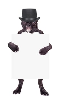 French bulldog puppy in a black cylinder with the form in the legs