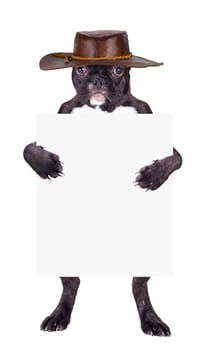 French bulldog puppy in a leather hat with a blank in the legs