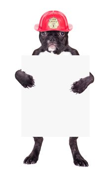 French bulldog in a helmet with a blank in the legs