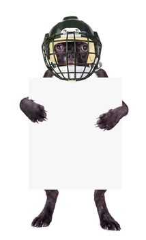 French bulldog rugby helmet with a blank in the legs