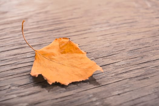 dry autumn leaf on a wooden background