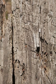 texture of old wood, vintage background