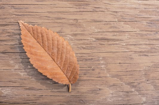dry autumn leaf closeup on wooden background