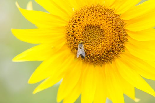 bee collects nectar from a sunflower  in summer day