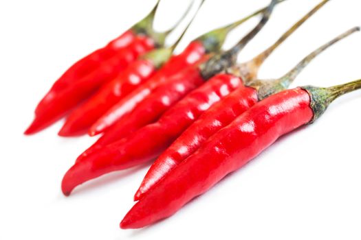 pepper chili pods laid in a row on a white background isolated