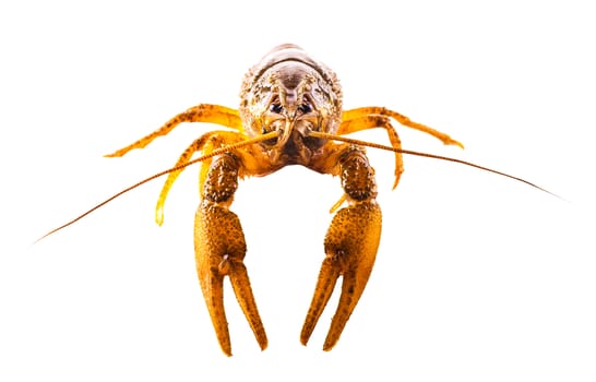 cooked crayfish closeup isolated on a white background