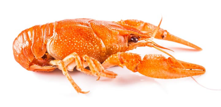 cooked crayfish close-up isolated on a white background