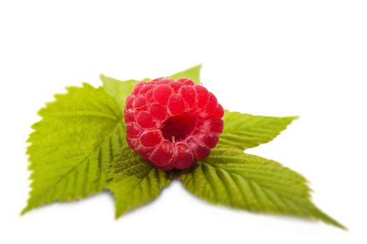 one berry raspberry closeup on a green twig, isolated white background