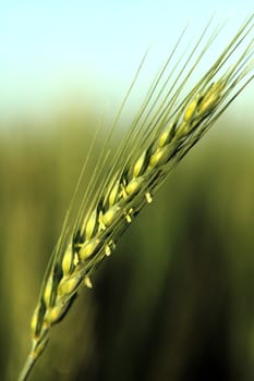 growing field of fresh green wheat