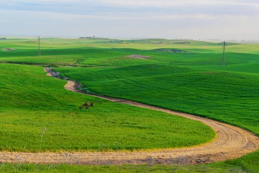 trail through the grassy field in summer day
