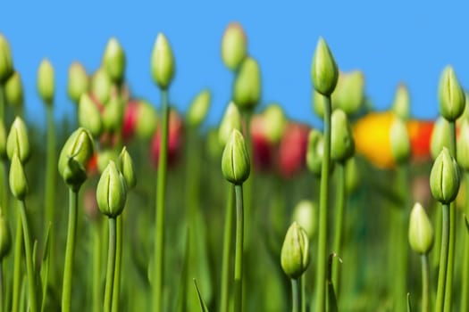 green buds of tulips growing in the flowerbed in spring