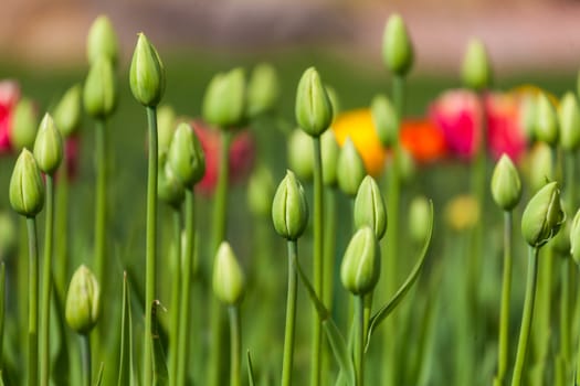 flowerbed with green buds of tulips, spring