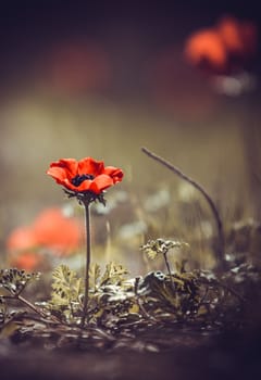 one red poppy flower, spring day