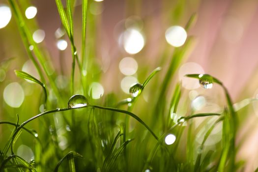 macro leaves of grass with dew, summer day