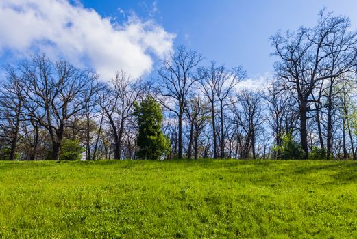 landscape of oak forest in the spring day