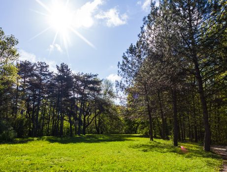 landscape of green spring forest with sun rays