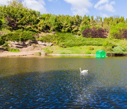 forest lake with white swans Sophia park