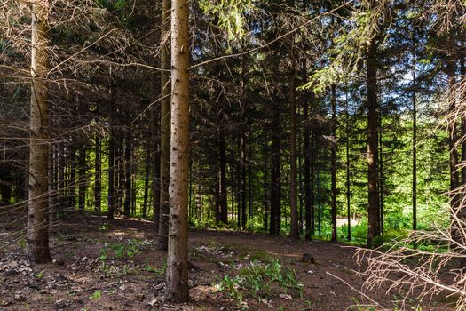 landscape of green spring forest with sun rays