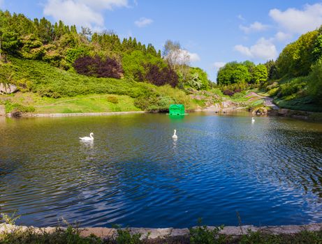 forest lake with white swans Sophia park
