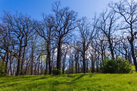 landscape oak grove on background blue sky