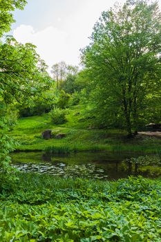 summer landscape river in green forest