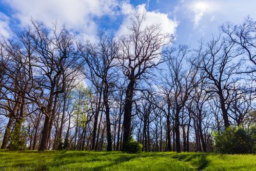 landscape oak grove on background blue sky