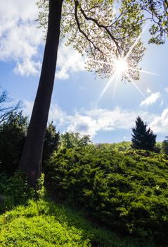 landscape of green spring forest with sun rays