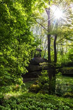 landscape of green forest with sun rays